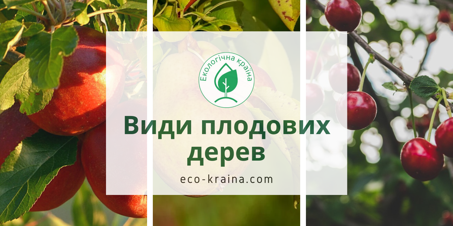 Види плодових дерев в ЕКО-КРАЇНА: яблуня, груша і вишня