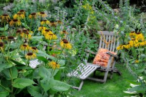 Рослини в саду, які допоможуть бути здоровими і мати міцний імунітет