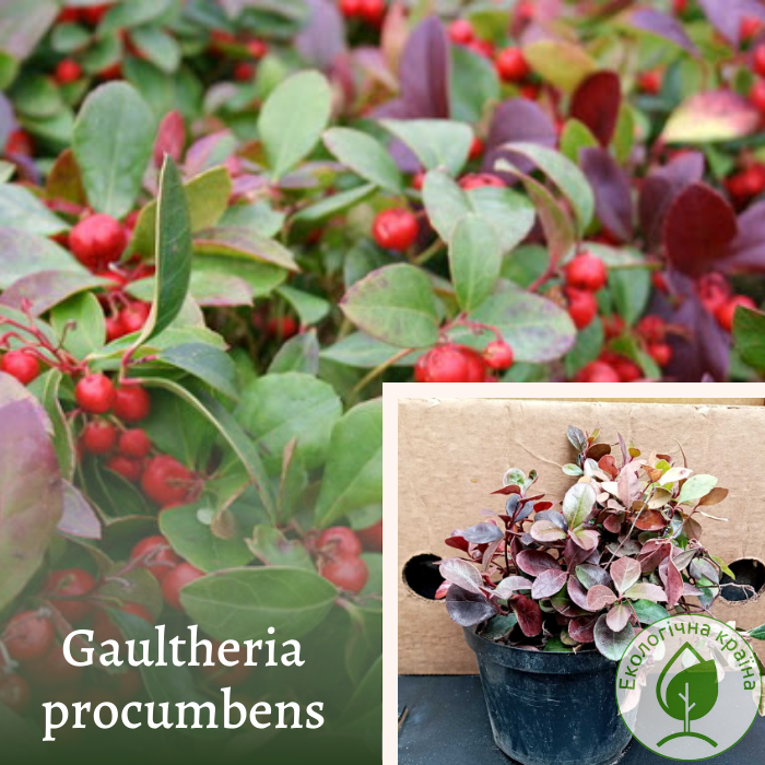 Гаультерія лежача (Gaultheria procumbens) Р9