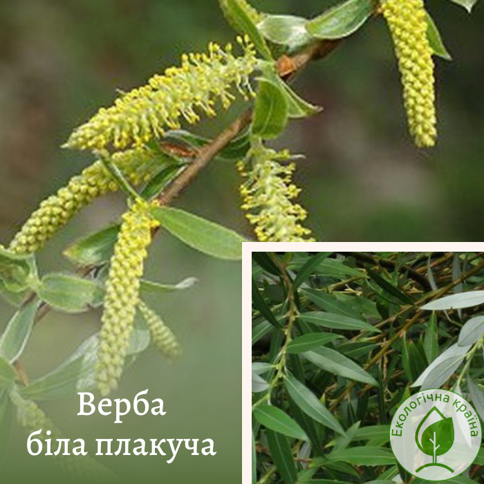 Верба біла плакуча “Salix alba”
