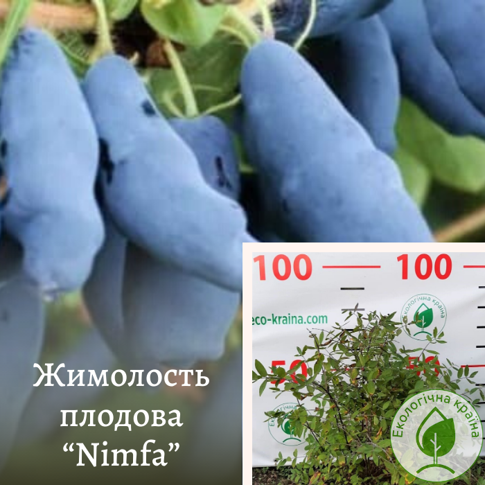 Жимолость плодова “Nimfa”