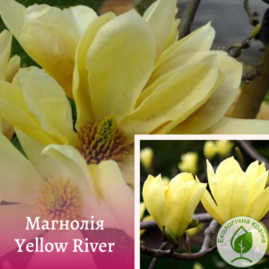 Магнолія “Yellow River” С4 0,6-0,8м