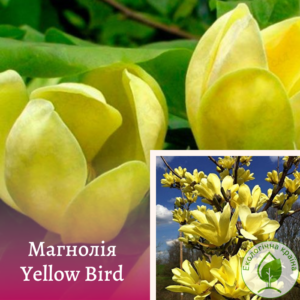 Магнолія “Yellow Bird” С4 0,6-0,8м