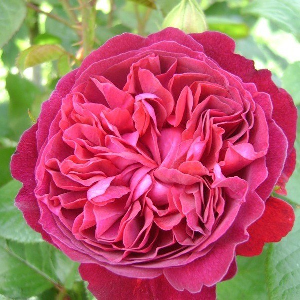 Троянда “William Shakespeare” ВКС