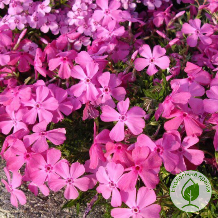 Флокс майшнее. Phlox subulata 'Purple Beauty'. Флокс Даниэль кушон. Флокс шиловидный Линденталь.