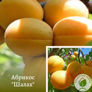 Абрикос “Шалах” (ананасний)