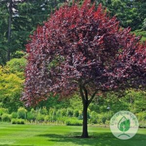 Черемха виргінська “Schubert”