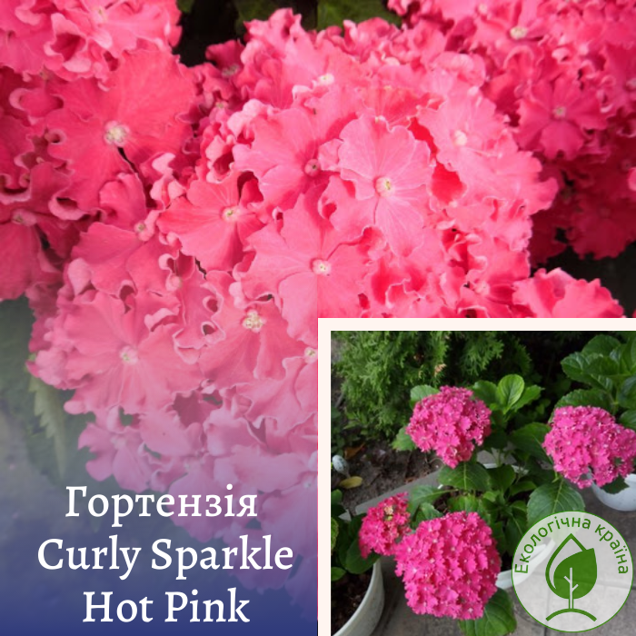 Гортензія “Curly Sparkle Hot Pink” С7.5 0,8-1,2 м