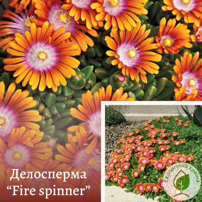 Делосперма “Fire spinner” Р9 0,05м