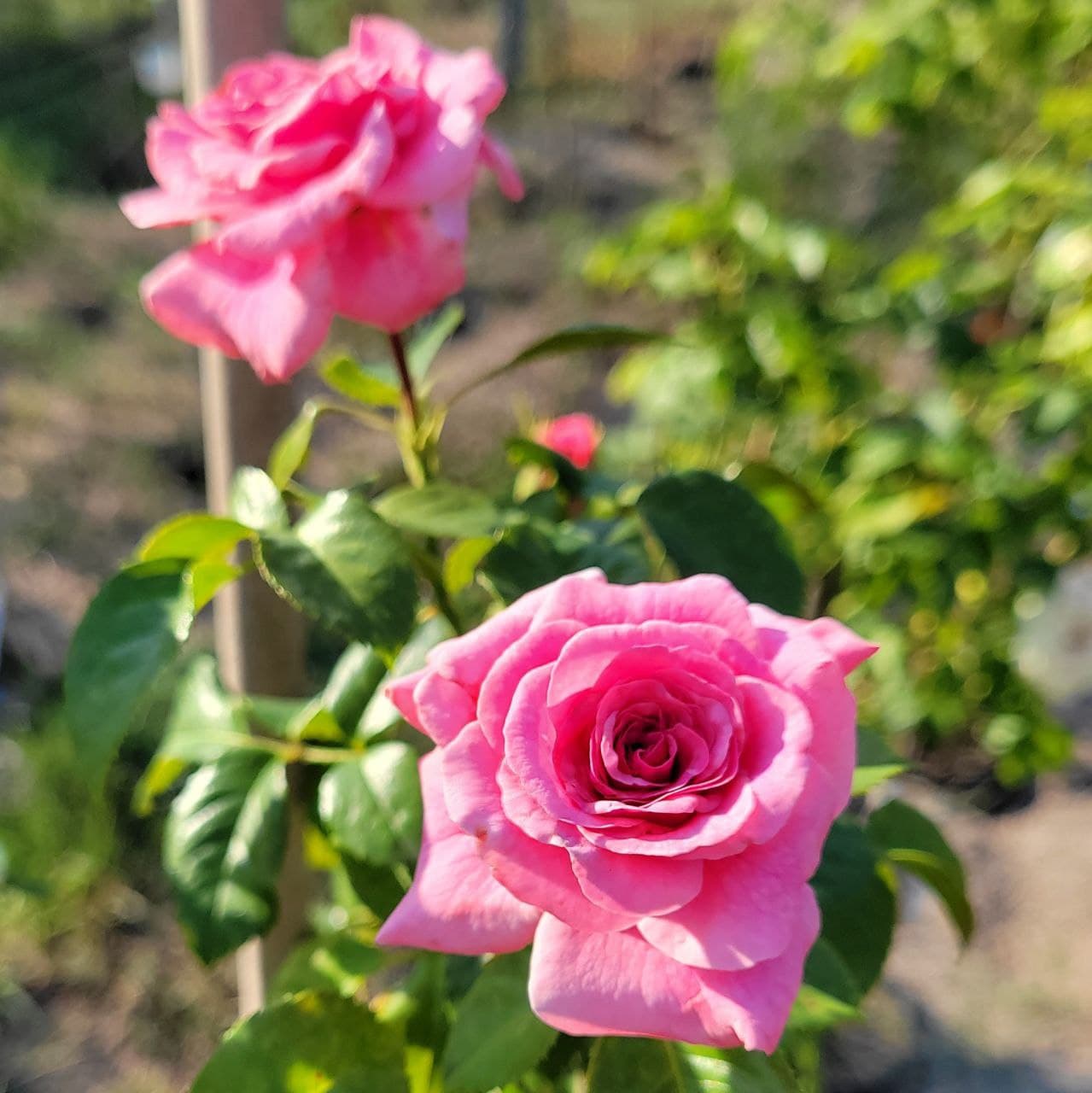 Троянда штамбова Рожева англійська ВКС 1,3-1,4м