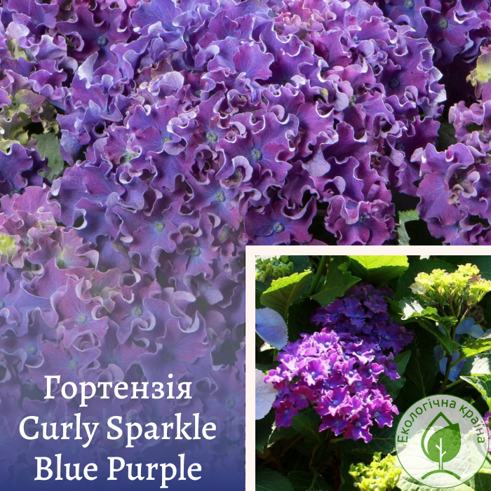 Гортензія “Curly Sparkle Blue Purple” С10 0,8-1,2 м