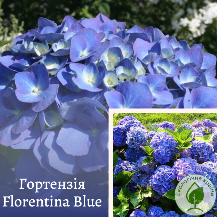 Гортензія “Florentina Blue” С5