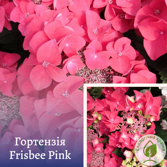 Гортензія “Frisbee Pink” С3