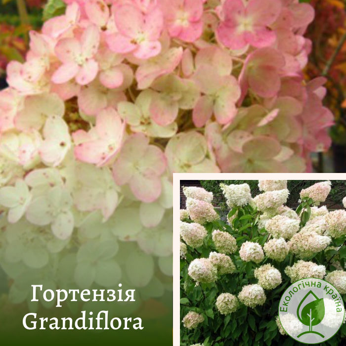 Гортензія “Grandiflora” С1,5 0,15-0,2м