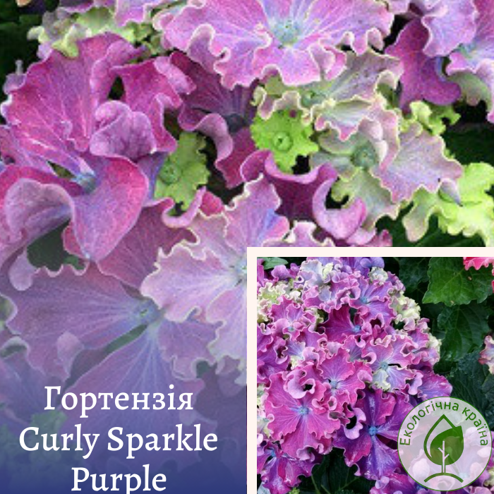 Гортензія “Curly Sparkle Purple” С5