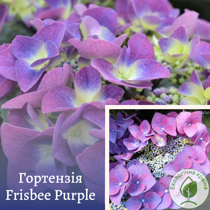 Гортензія “Frisbee Purple” С3