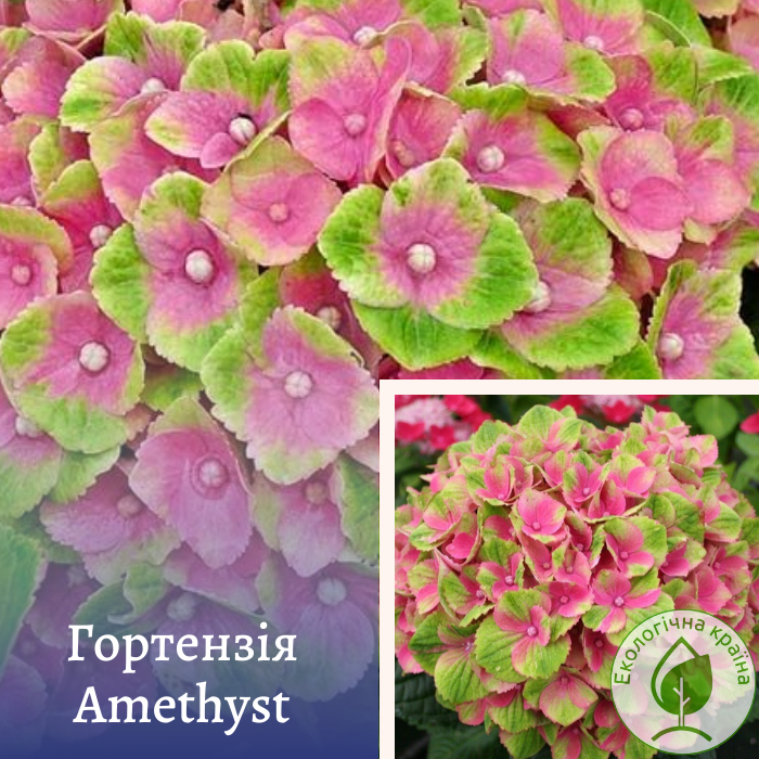 Гортензія “Amethyst” С1,5