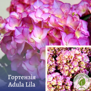 Гортензія “Adula Lila” С1,5