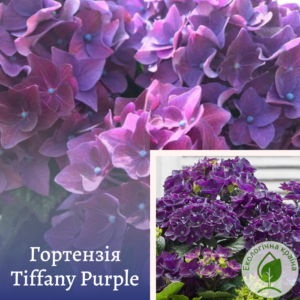 Гортензія “Tiffany Purple”