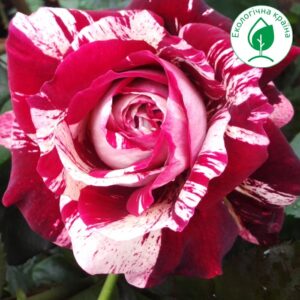 Троянда “Julio Iglesias”