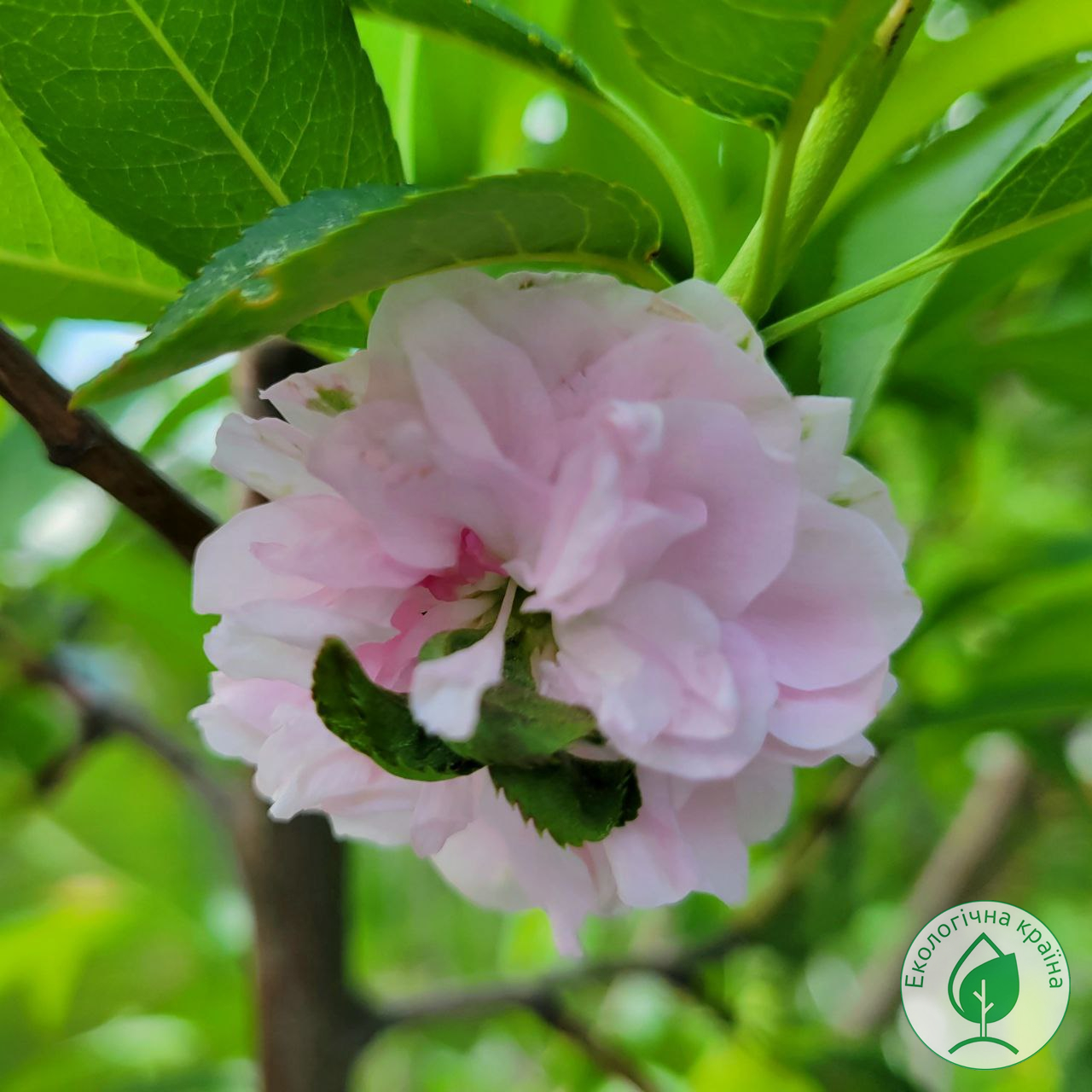 Сакура (Prunus amygdalus) “Blireana”