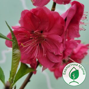 Сакура (prunus persica) “Melred Weeping”