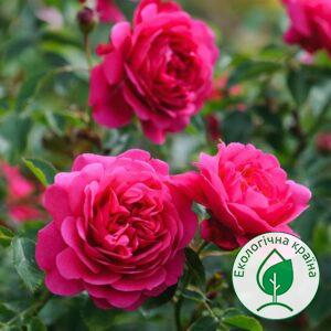 Троянда штамбова “Sir John Betjeman” ВКС 1,3-1,4м