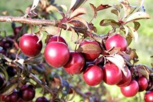 Слива (Prunus cerasifera) “Pissardii”