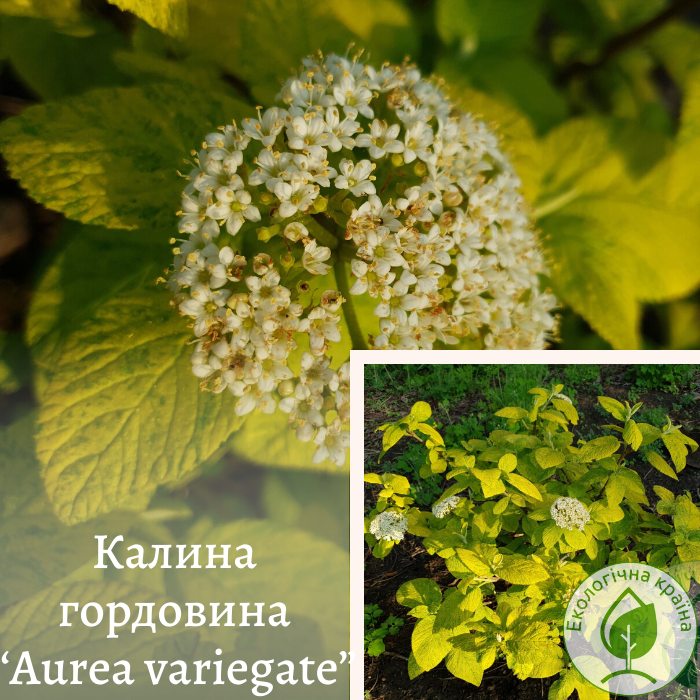Калина гордовина “Aurea variegate”