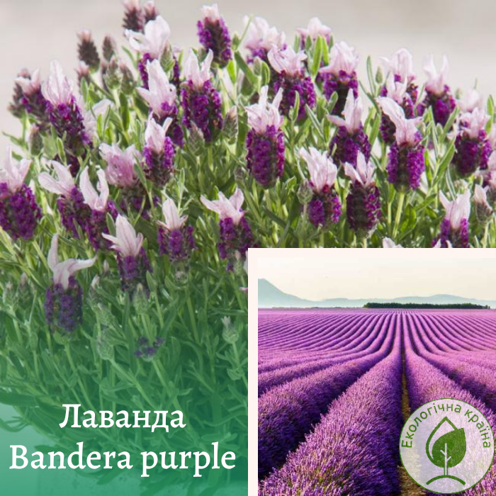 Лаванда “Bandera purple” Р9