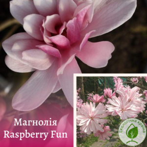 Магнолія “Raspberry Fun” С3 0,6-0,8м