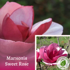 Магнолія “Sweet Rose” С7,5 0,6-0,8м