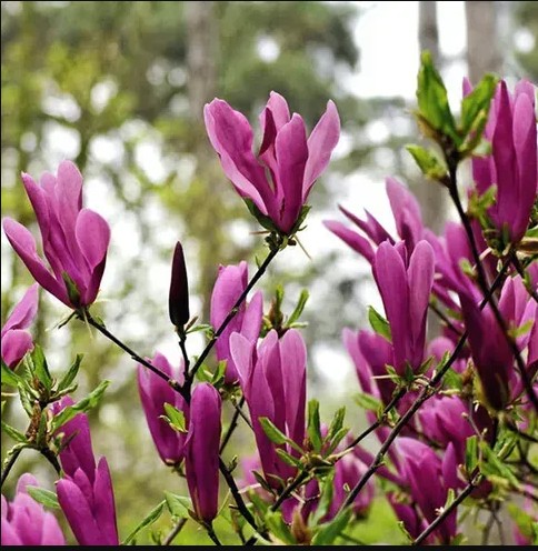 Магнолія “Susan” вкс  0,6-0,8м