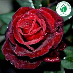Троянда “Norita”