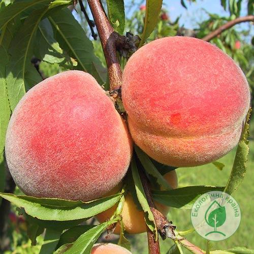 Персик команч фото Персик команч фото