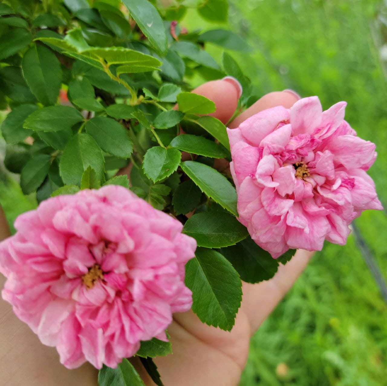 Троянда штамбова “Paul Noel” ВКС 1,4-1,6м