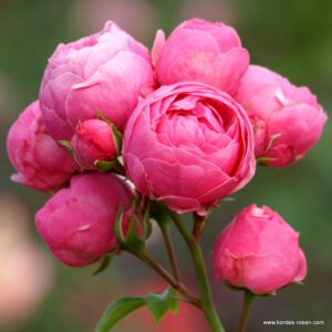 Троянда “Pomponella” ВКС