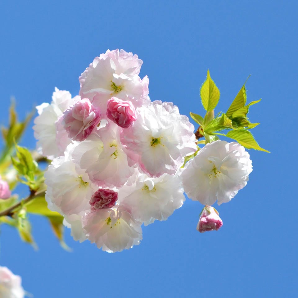 Сакура (Prunus serrulata) “Shimidsu”