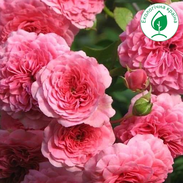Троянда “Pink Swany” С-7