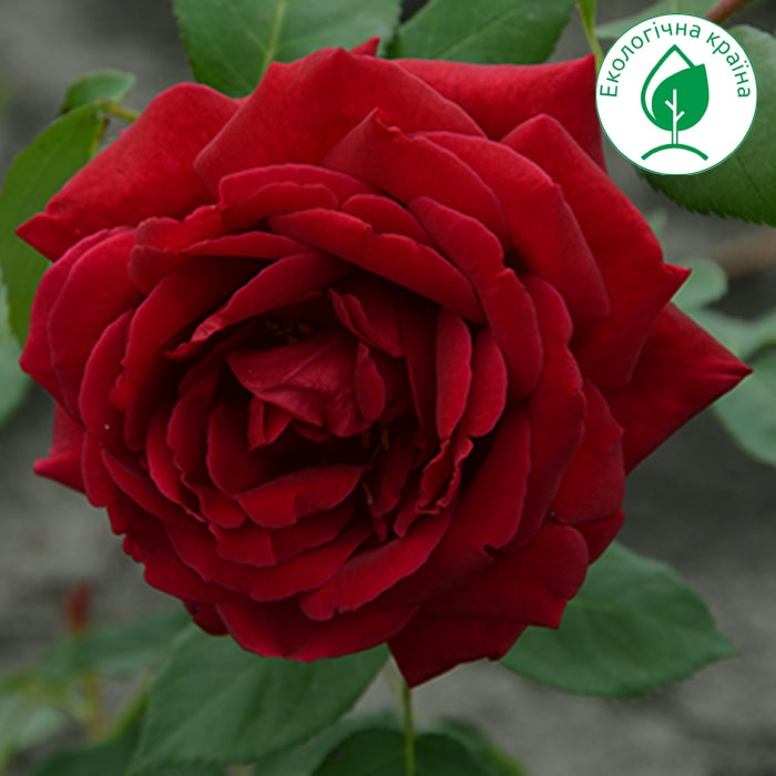 Троянда “Rubin”