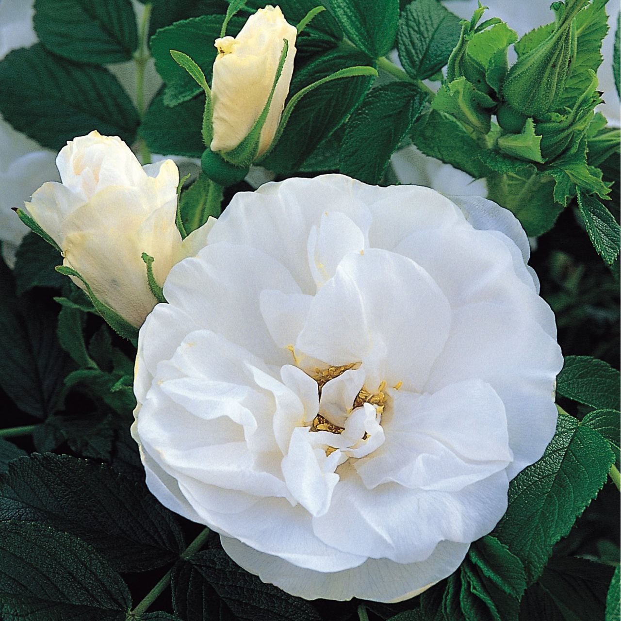 Роза ругоза «Blanc Double de Coubert»
