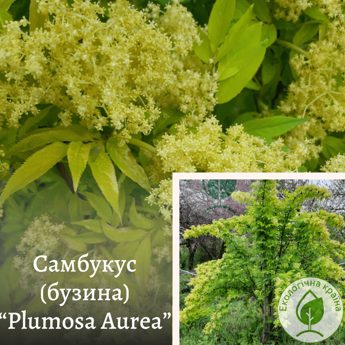 Бузина (Самбукус)  “Plumosa Aurea”