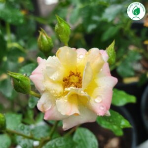 Троянда “Rosemary”