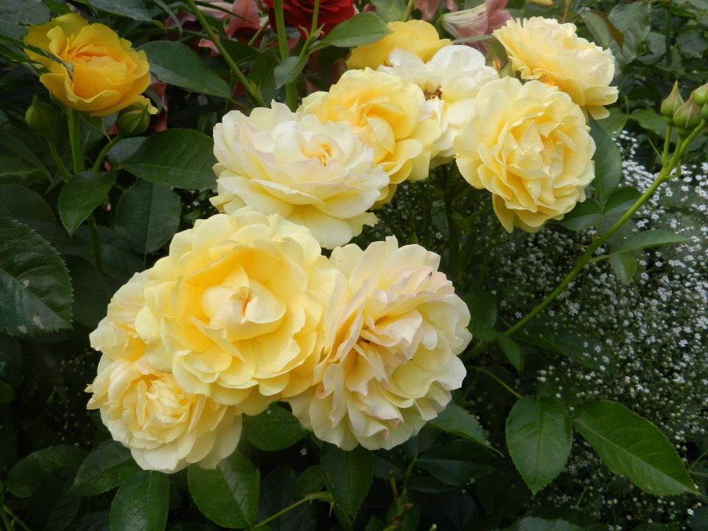 Троянда “Shanni” c7
