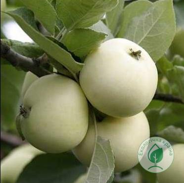 Яблуня колоновидна “Білосніжка” П7 1,0-1,5м