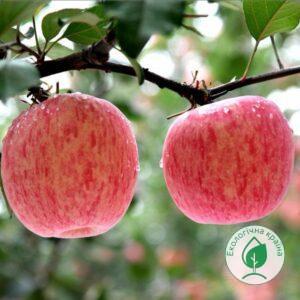 Яблуня “Тоширо Фуджі” ВКС 1,5-1,6м