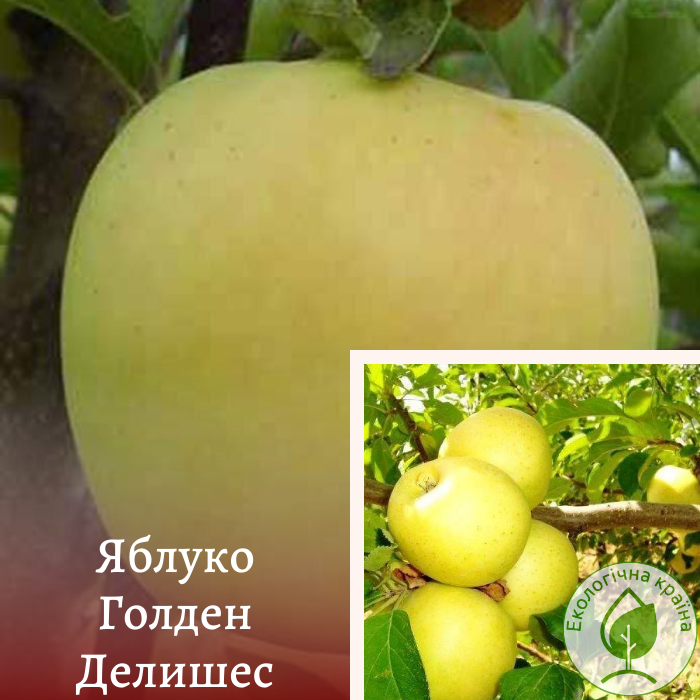 Яблуня “Голден Делішес”