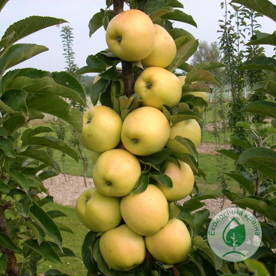Яблуня колоновидна “Президент” ВКС 1,0-1,5м