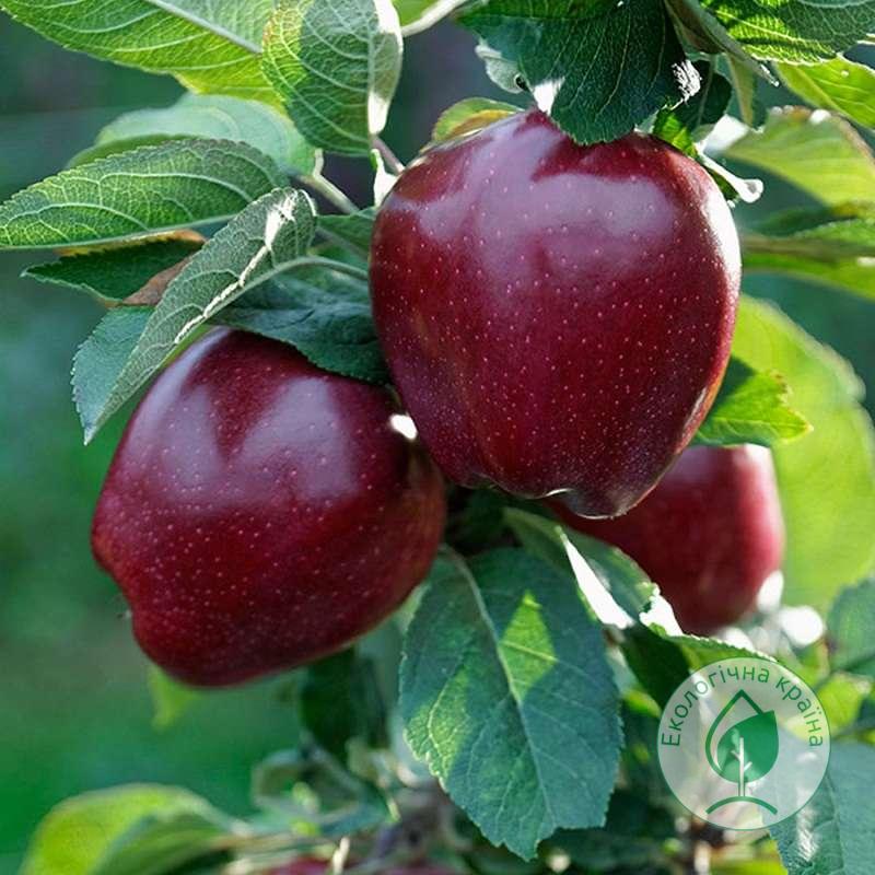 Яблуня “Ред Чіф” ВКС 1,5-1,7м