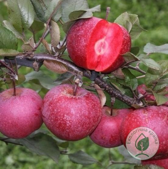 Яблуня “Сирена”  1,2-1,5м